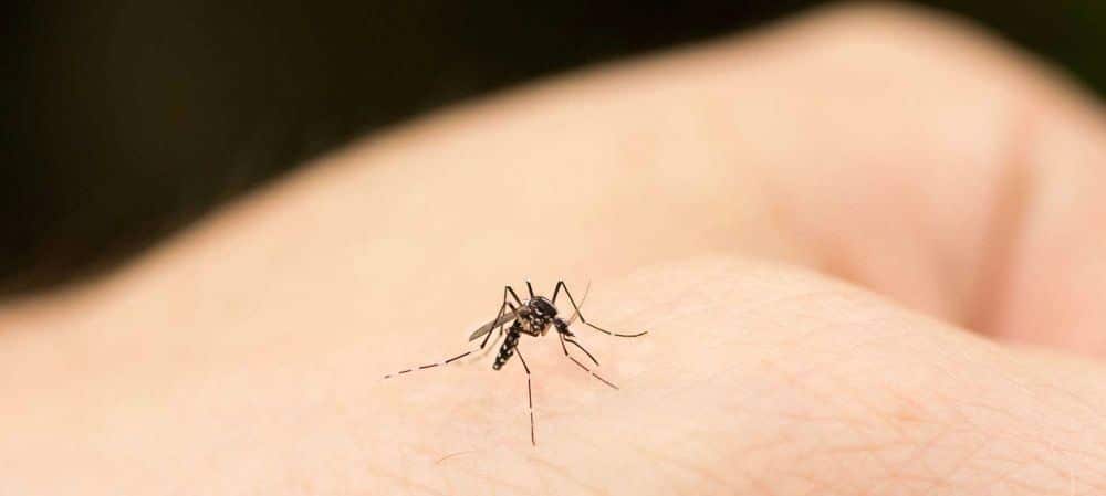 Mosquito picando en el brazo de una persona