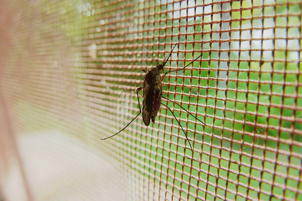 Mosquito enganchado en la mosquitera de una casa