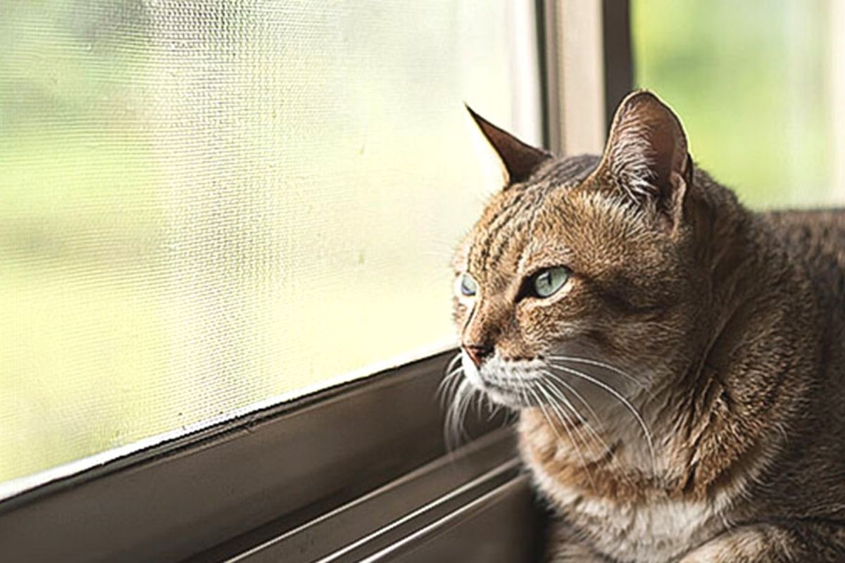 Mosquiteras y redes para las ventanas y cómo proteger a nuestros gatos -  Página 2