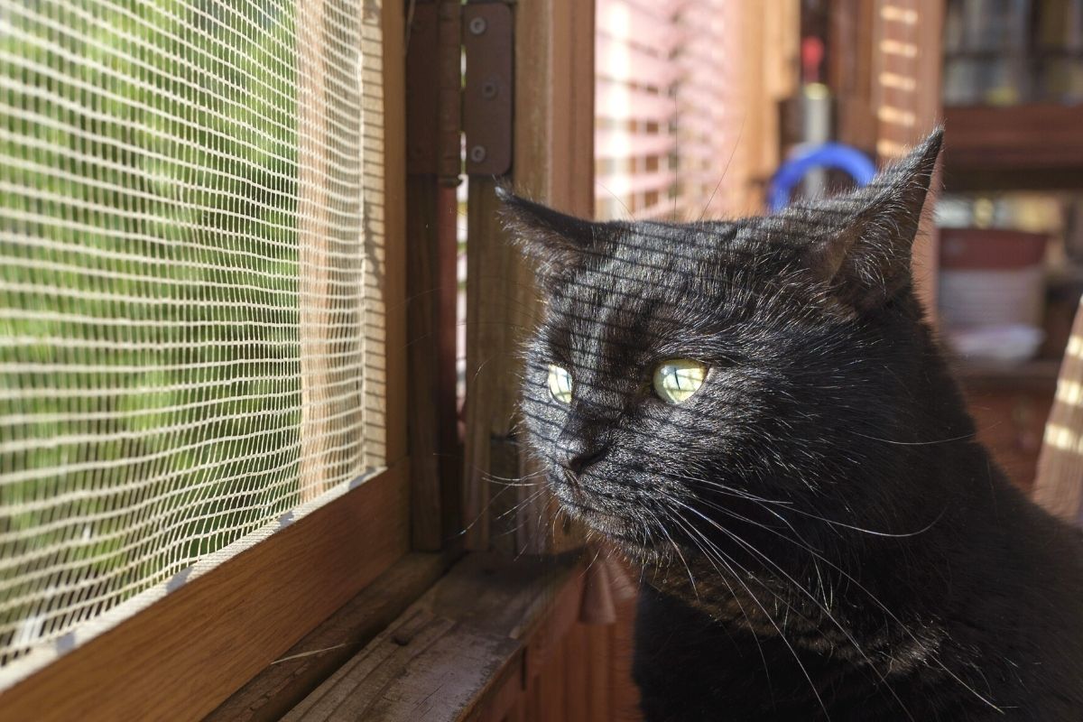 Cat-proof mosquito nets