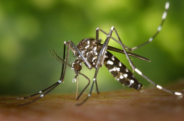 mosquito en hielo Moscú