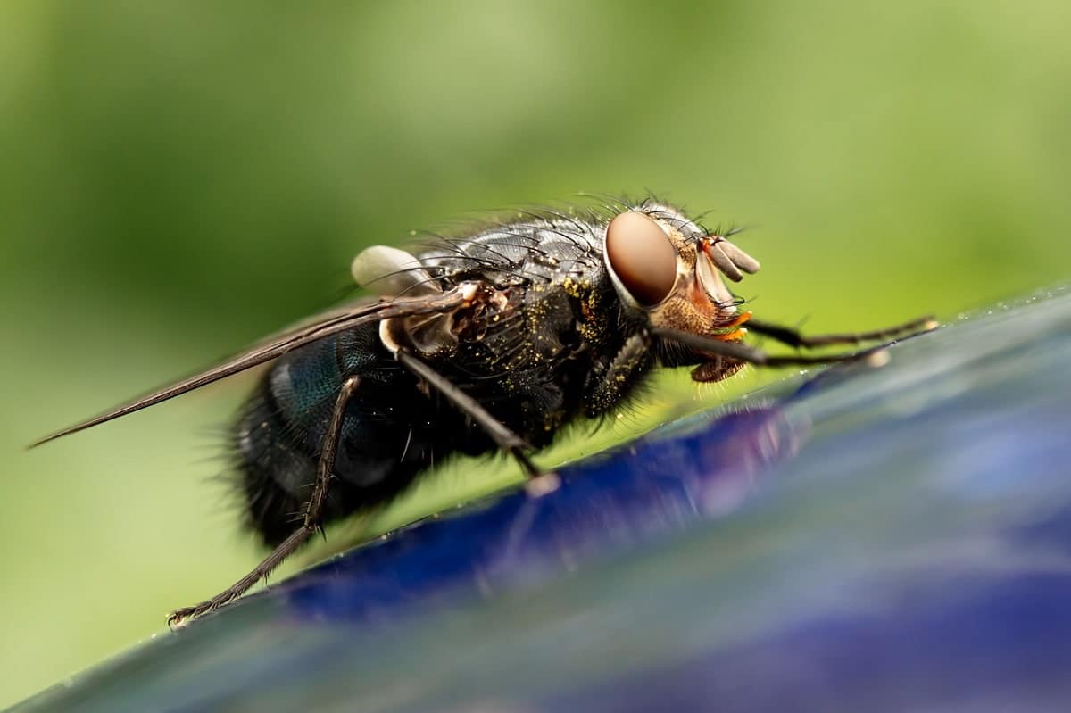 Window Roller Fly Screen - Keep Insects and Flies out!