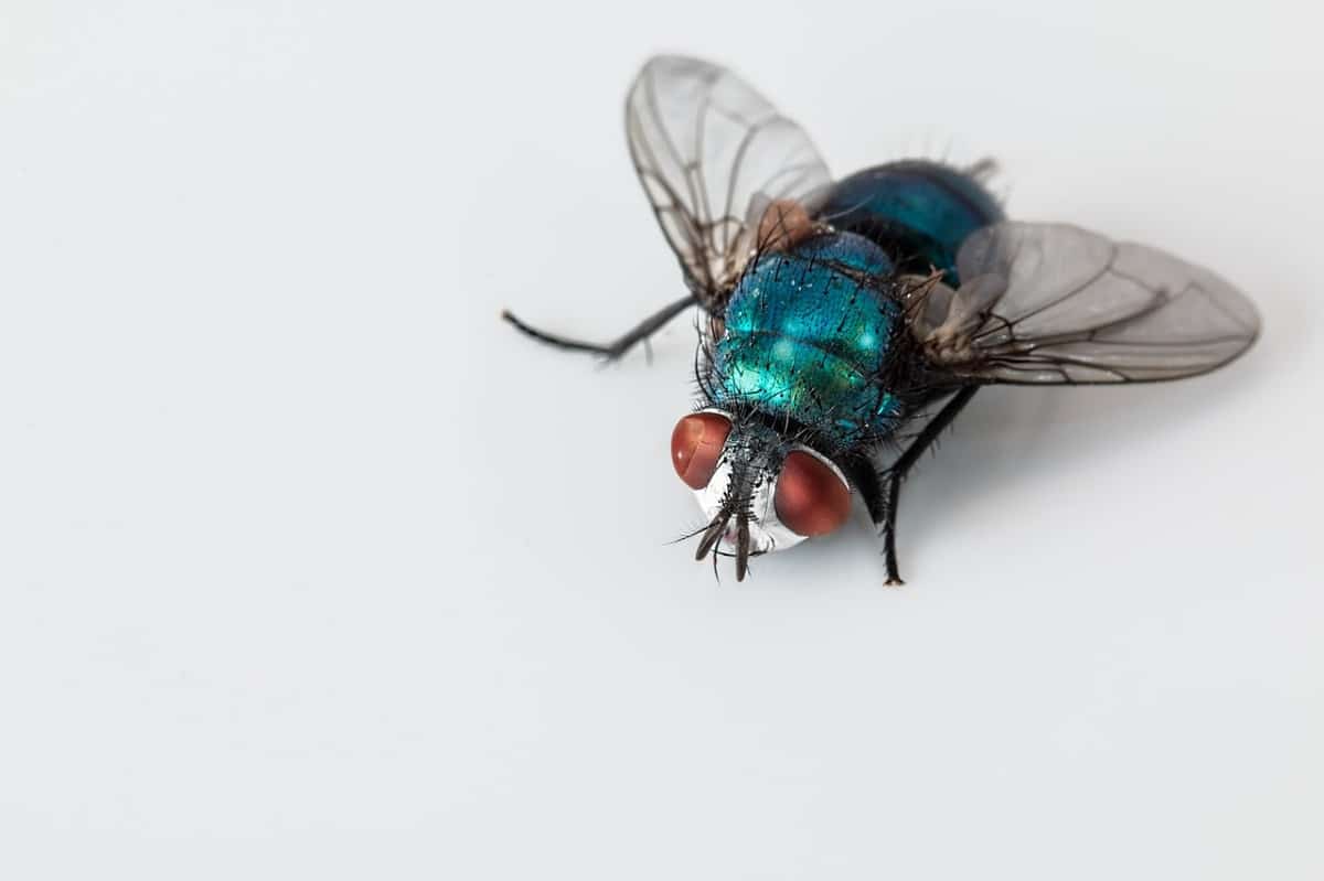 fly on white background