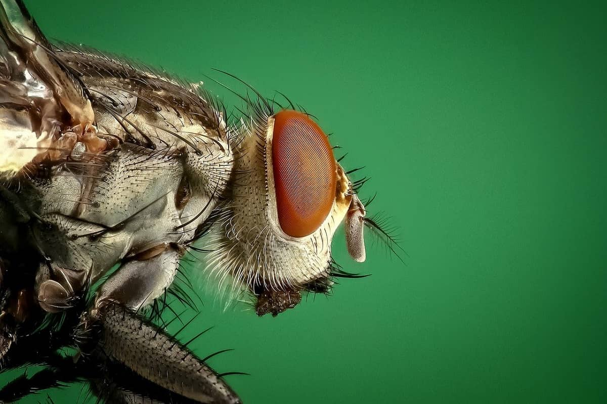 fly in front green background