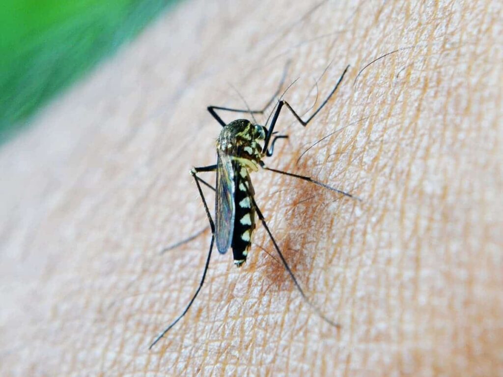 mosquito a punto de picar