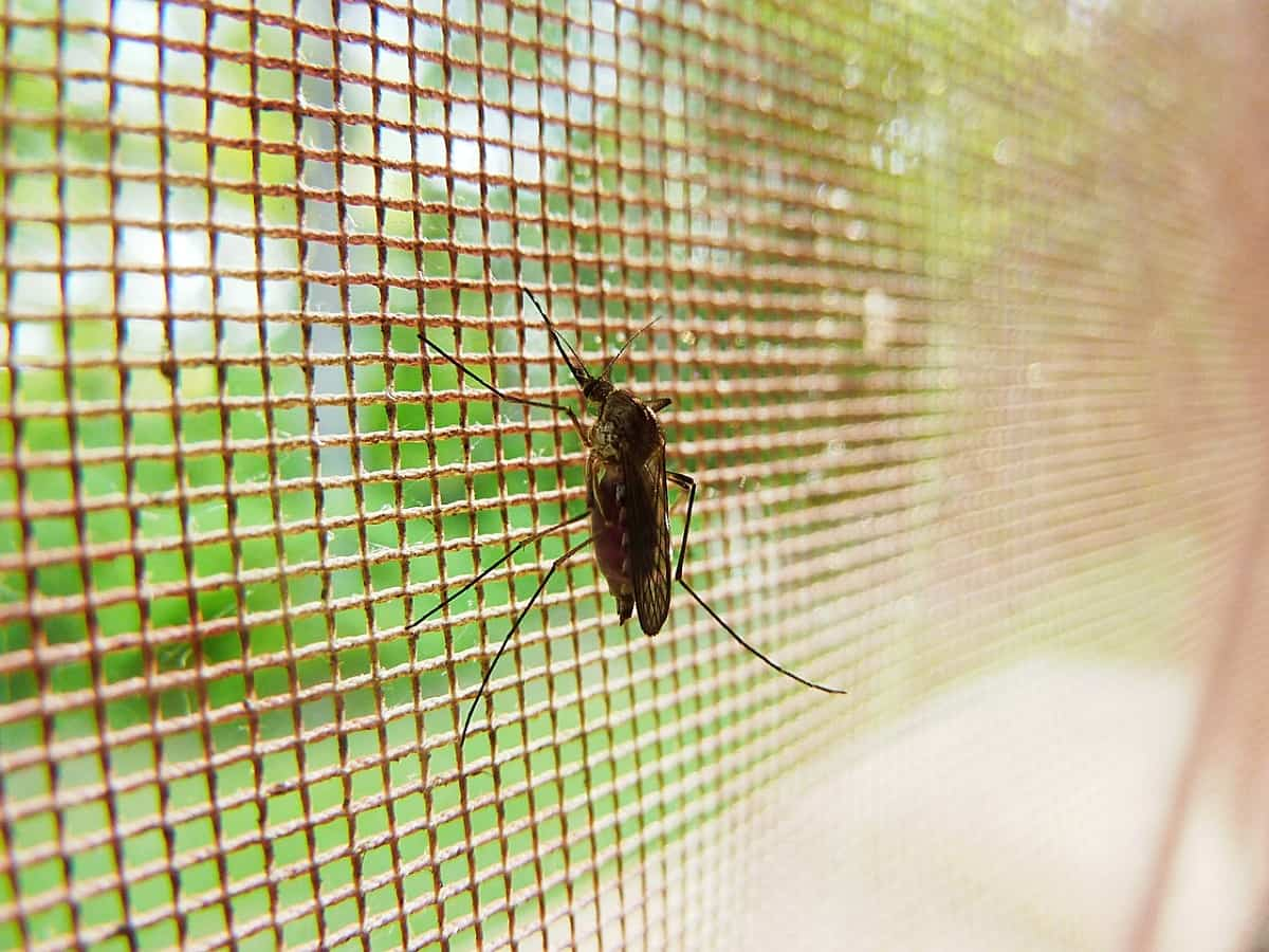 mosquito does not make it through a mosquito net