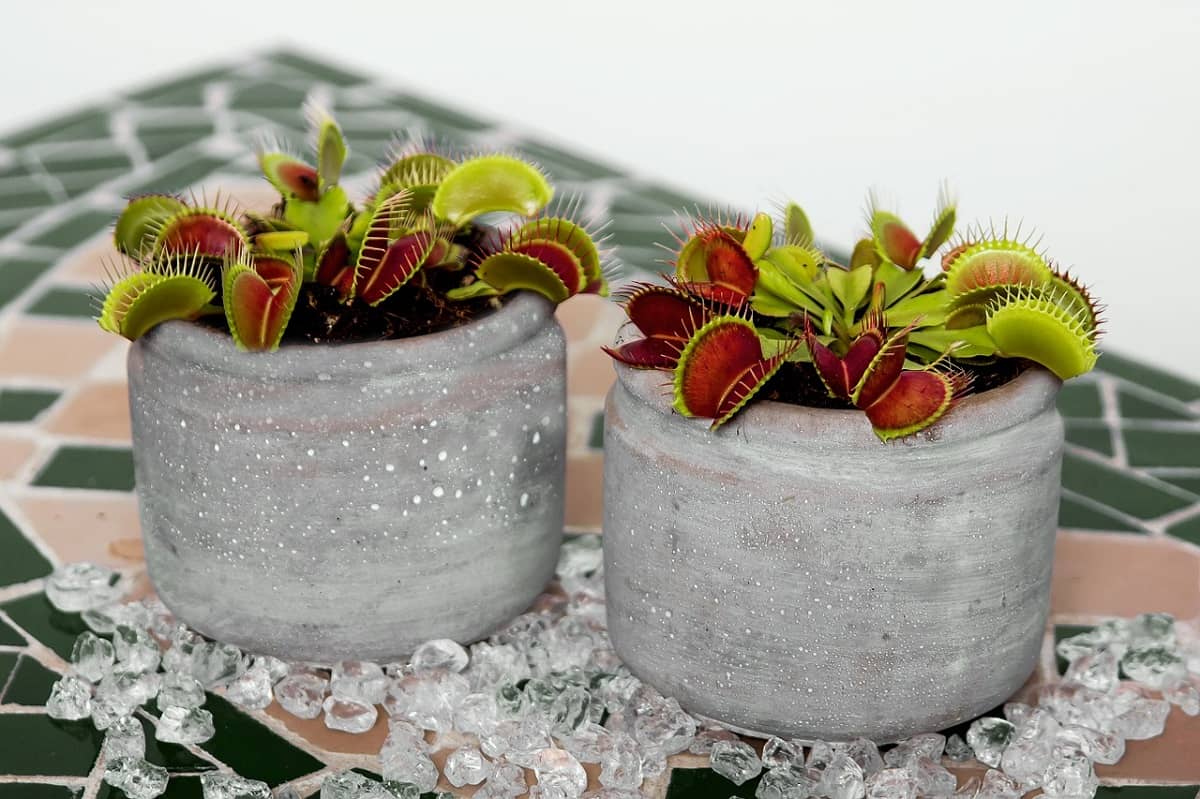 deux pots de plantes tueuses de vénus