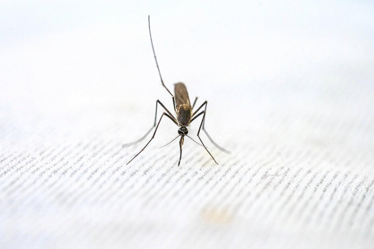 mosquito on netting