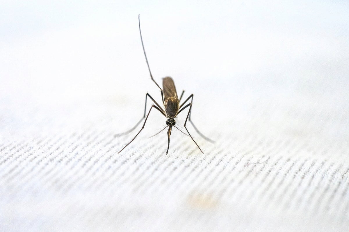 Tipos de tela mosquitera metálica - Mosquiteras24H