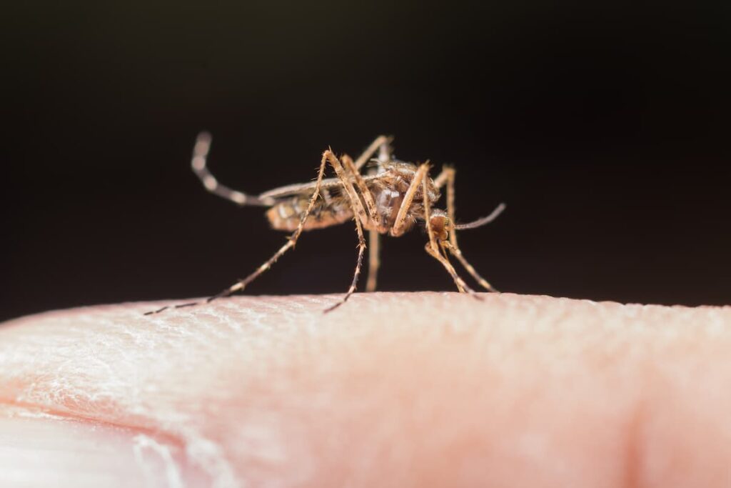 mosquito tigre transmitiendo enfermedades