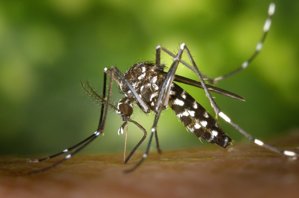 wie Sie sich vor stechenden Tigermücken schützen können