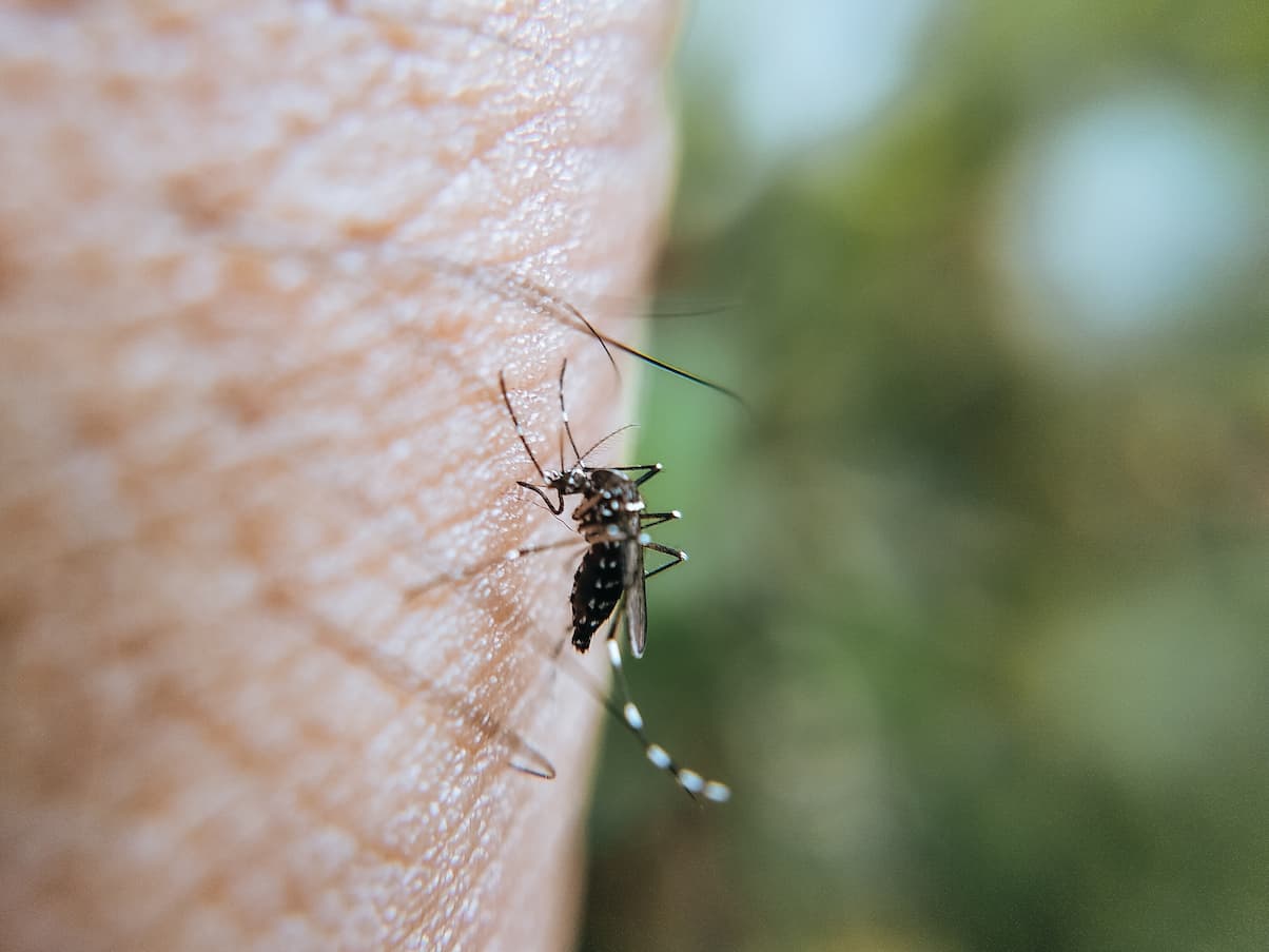 tiger mosquito biting 