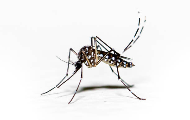 mosquito Aegypti