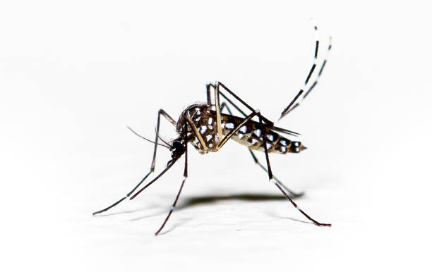 Aegypti mosquito