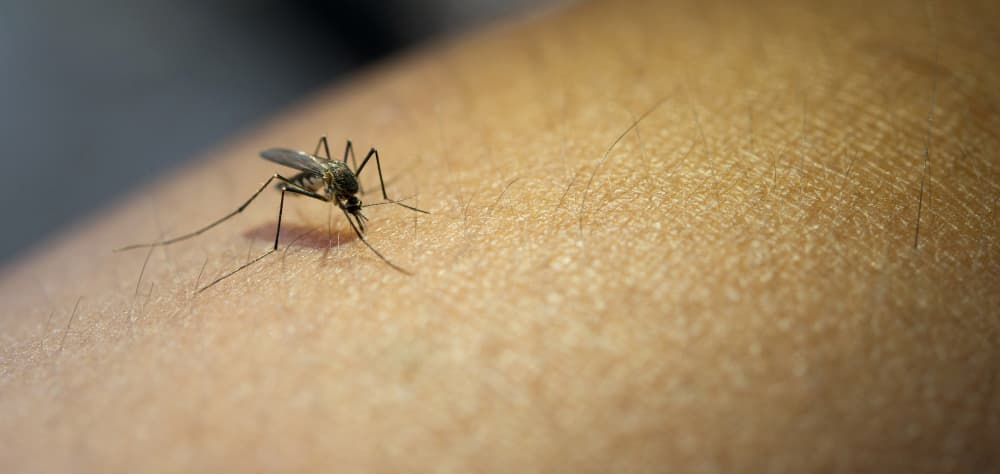 Mosquito picando sobre la piel