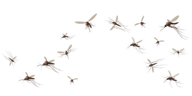 Stechmückenschwarm
