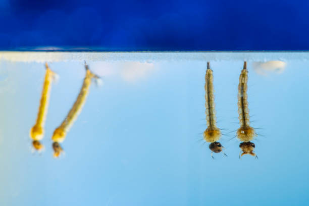 mosquito larvae