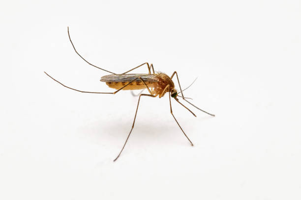 zanzara comune