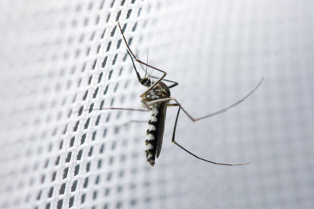 mosquito perched on a mosquito net