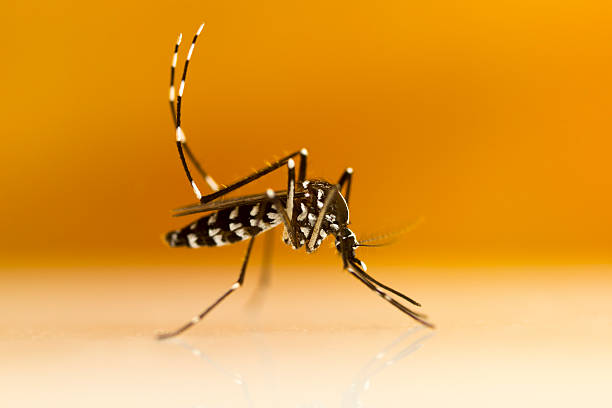 tiger mosquito