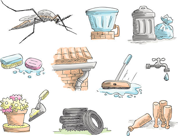 dibujo sobre lugares donde se suele esconder y vivir un mosquito