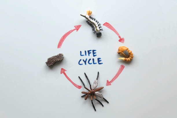 ciclo de vida de los mosquitos