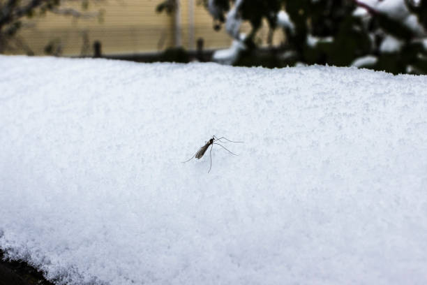 mosquito on ice