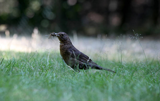 oiseau noir avec un moustique dans le bec, dans l'article moustiquaire pour fenêtres pliantes, moustiquaires pour fenêtres pliantes,