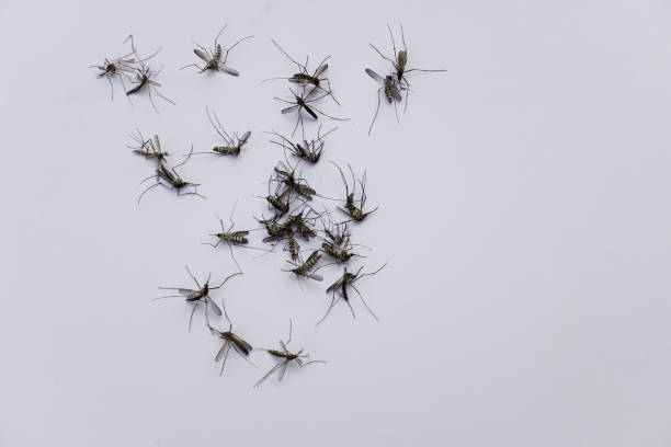 group of mosquitoes