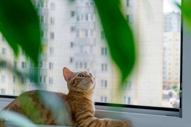rede mosquiteira branca na janela e no gato 