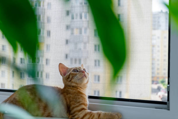 weißes Moskitonetz am Fenster und Katze 