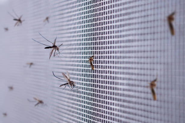 moustiques dans la moustiquaire