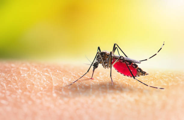 mosquito biting a person