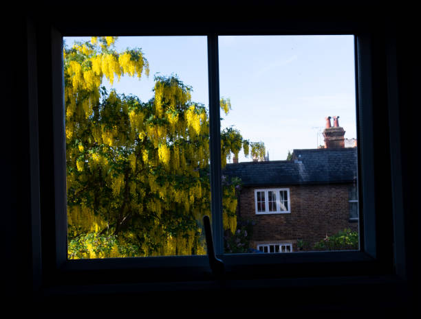 offenes Fenster mit Mimose im Hintergrund