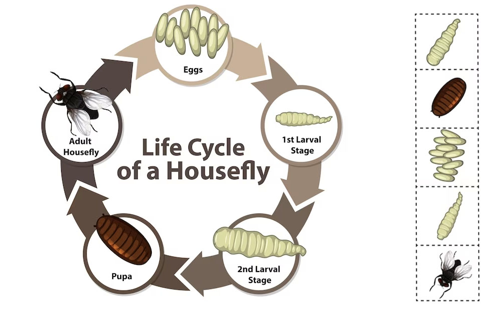 ciclo de vida de la mosca del mosquito