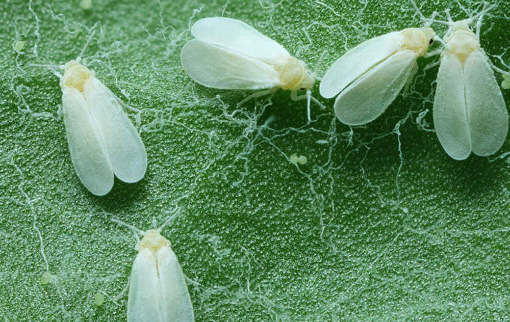 cómo eliminar la mosca blanca de las plantas
