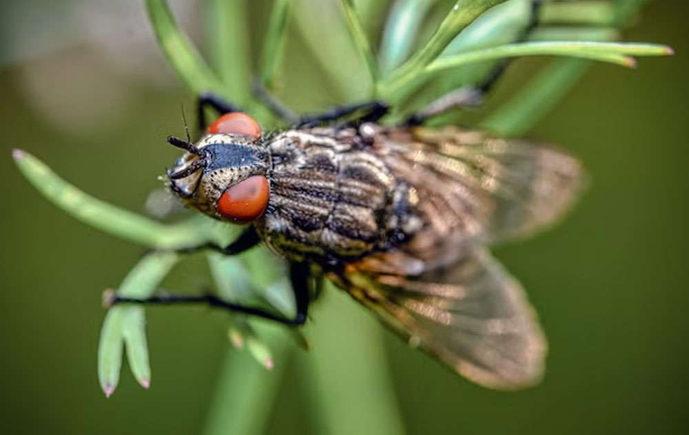 wie lange eine Fliege lebt