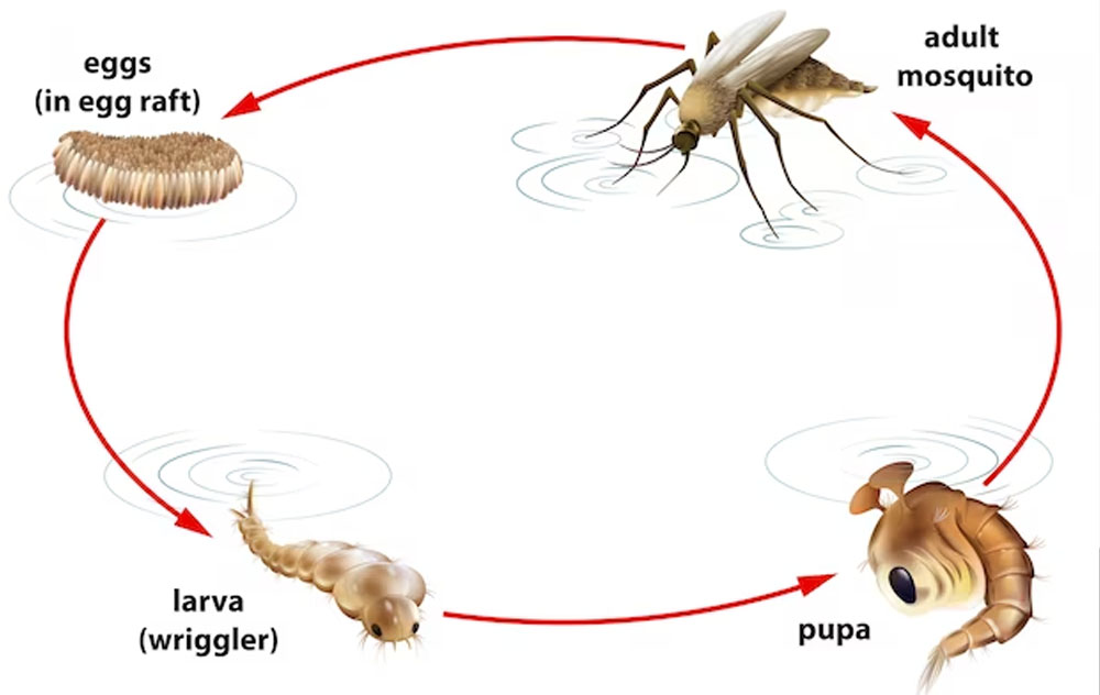 ciclo de vida de la mosca del mosquito