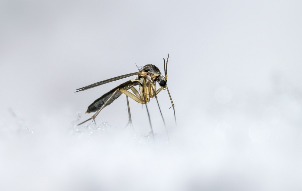 mosquitoes in winter guide