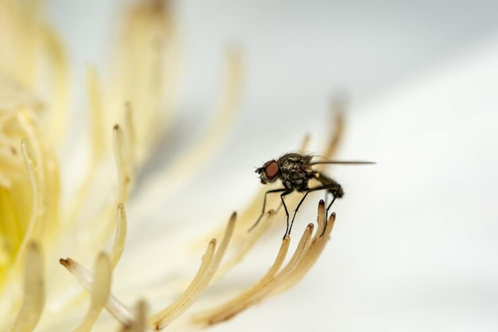 Mosca sobre flor blanca