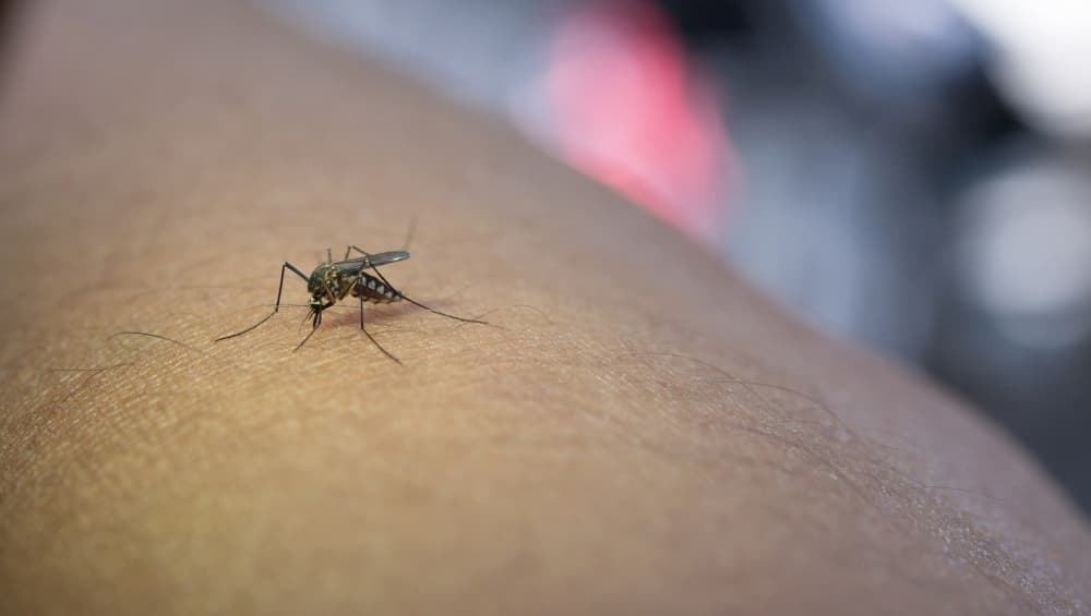 Mosquito posado sobre la piel