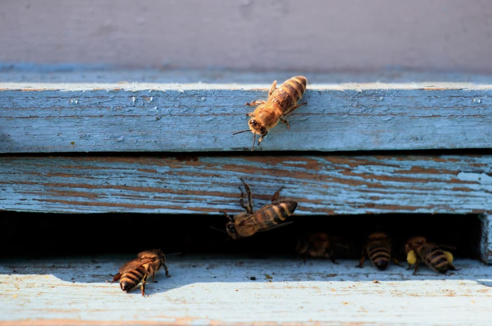 Abejas sobre superficie de madera