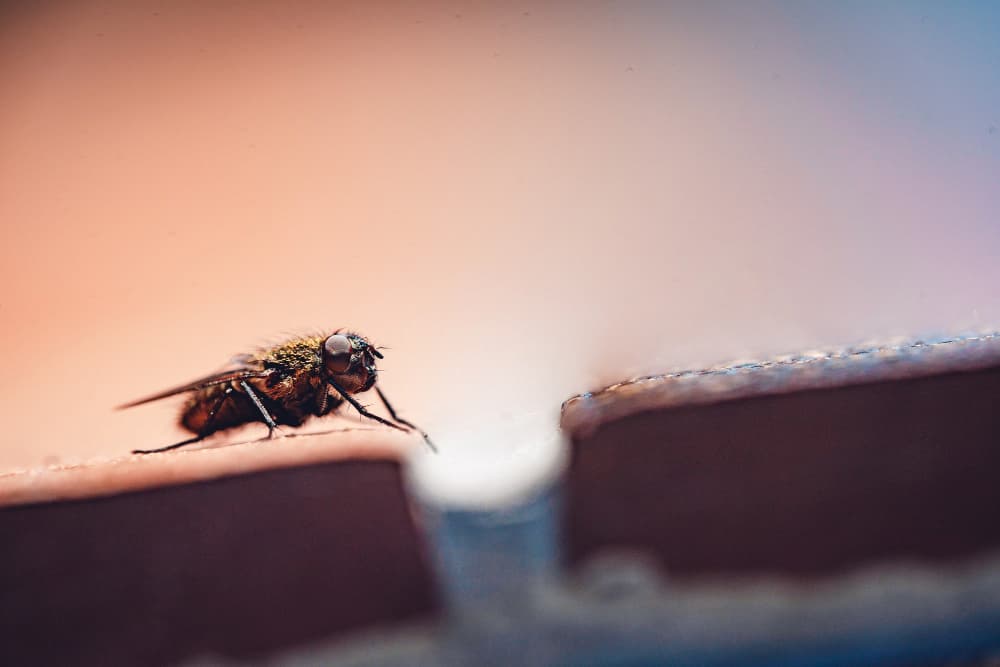 Mosca dentro de casa